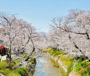岩倉桜祭り2025