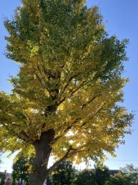 公園で見つけた秋