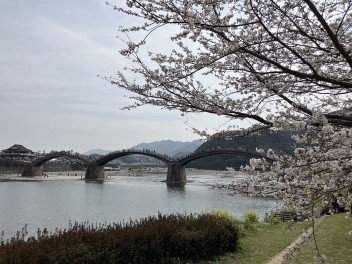 錦帯橋の桜が満開でした。