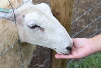 動物・自然の癒し…