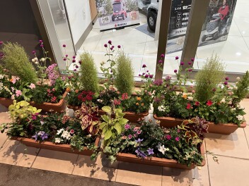 ９月のお花たち(*´▽｀*)