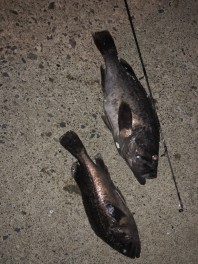 煌めく魚に囚われて。