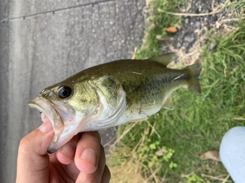 令和初バス釣り