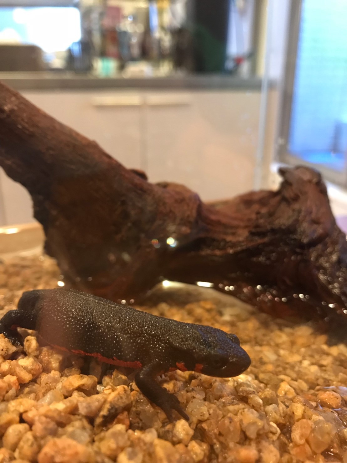 アカハライモリ飼ってみました その他 お店ブログ 株式会社スズキ自販中部 スズキアリーナ名古屋南 U S Station南
