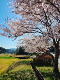 桜ロード