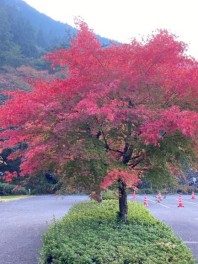 秋の紅葉！