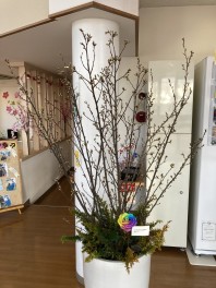 守山店でお花見気分⁉　「花桃」と入れ替わりでやってきた「ケイオウ桜」観察録