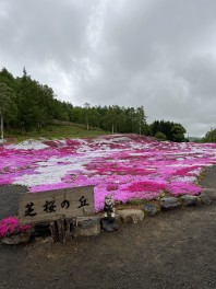 ニセコ　芝桜