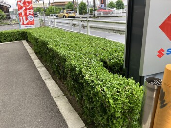 植木の　お手入れ