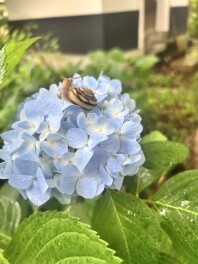 紫陽花の季節