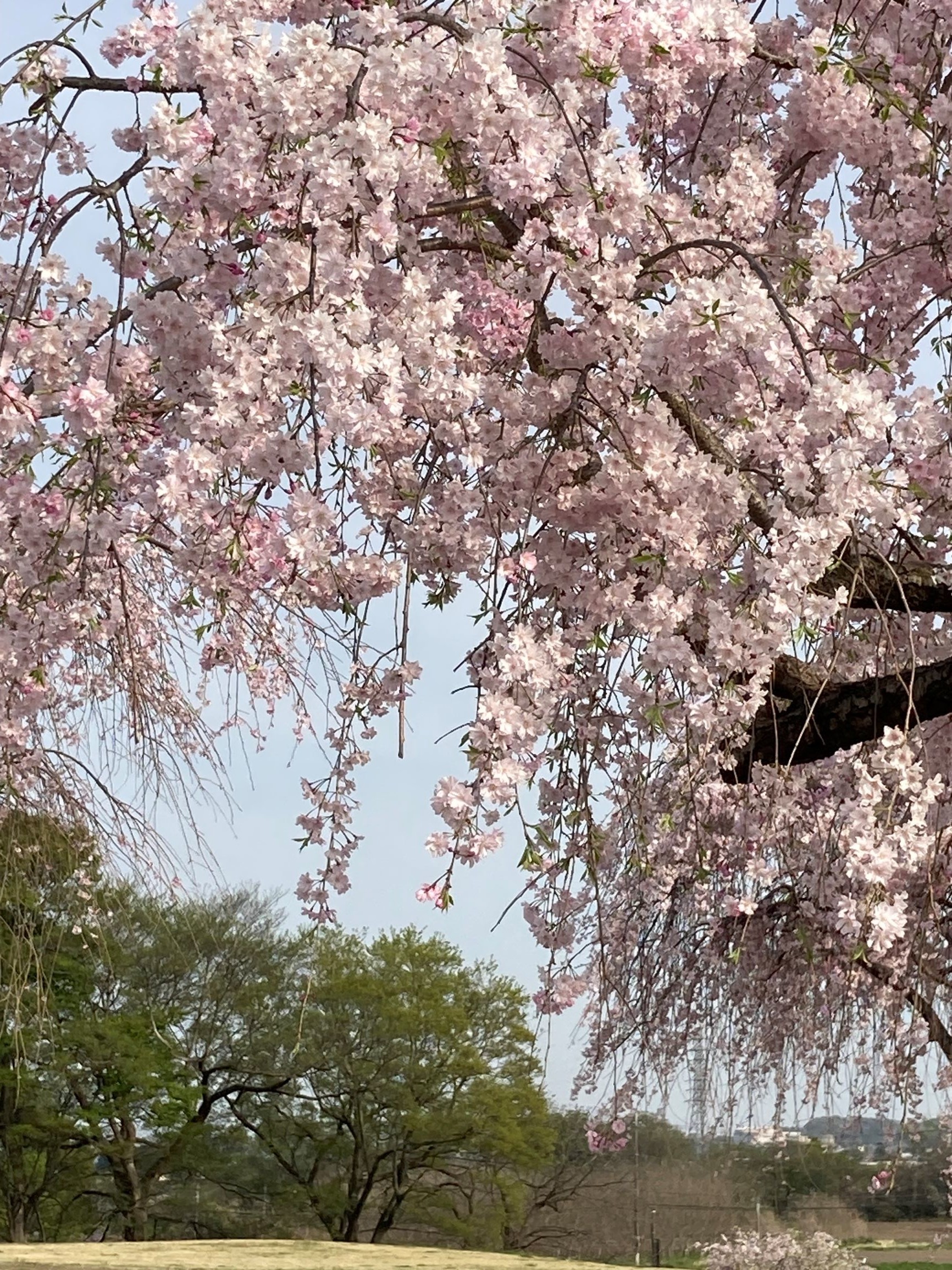 藤岡白石丘陵公園