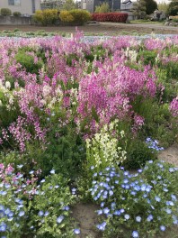 藤岡白石丘陵公園の近くに咲いていたきれいなお花です。セニアカーに乗ってお出掛け下さい。