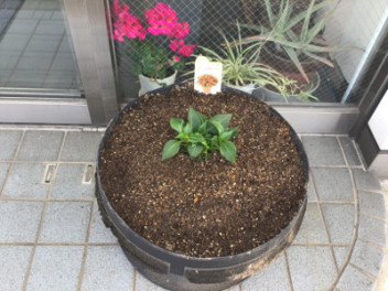 お花を植えました！