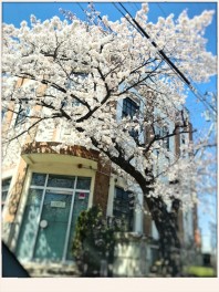 桜ちらほら咲いてますね！