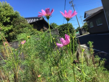 秋・・・気分だけでも。