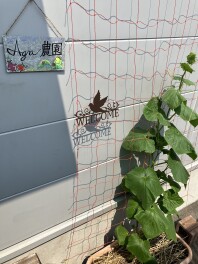月一の野菜成長記録