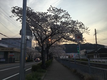 近所の桜