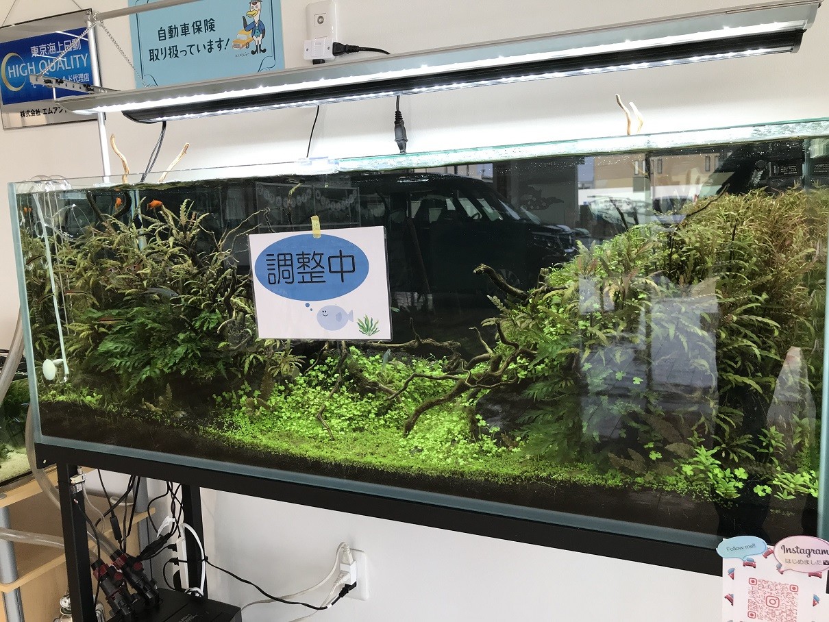 水草水槽日記 プチリセットしました その他 お店ブログ スズキアリーナ姫路