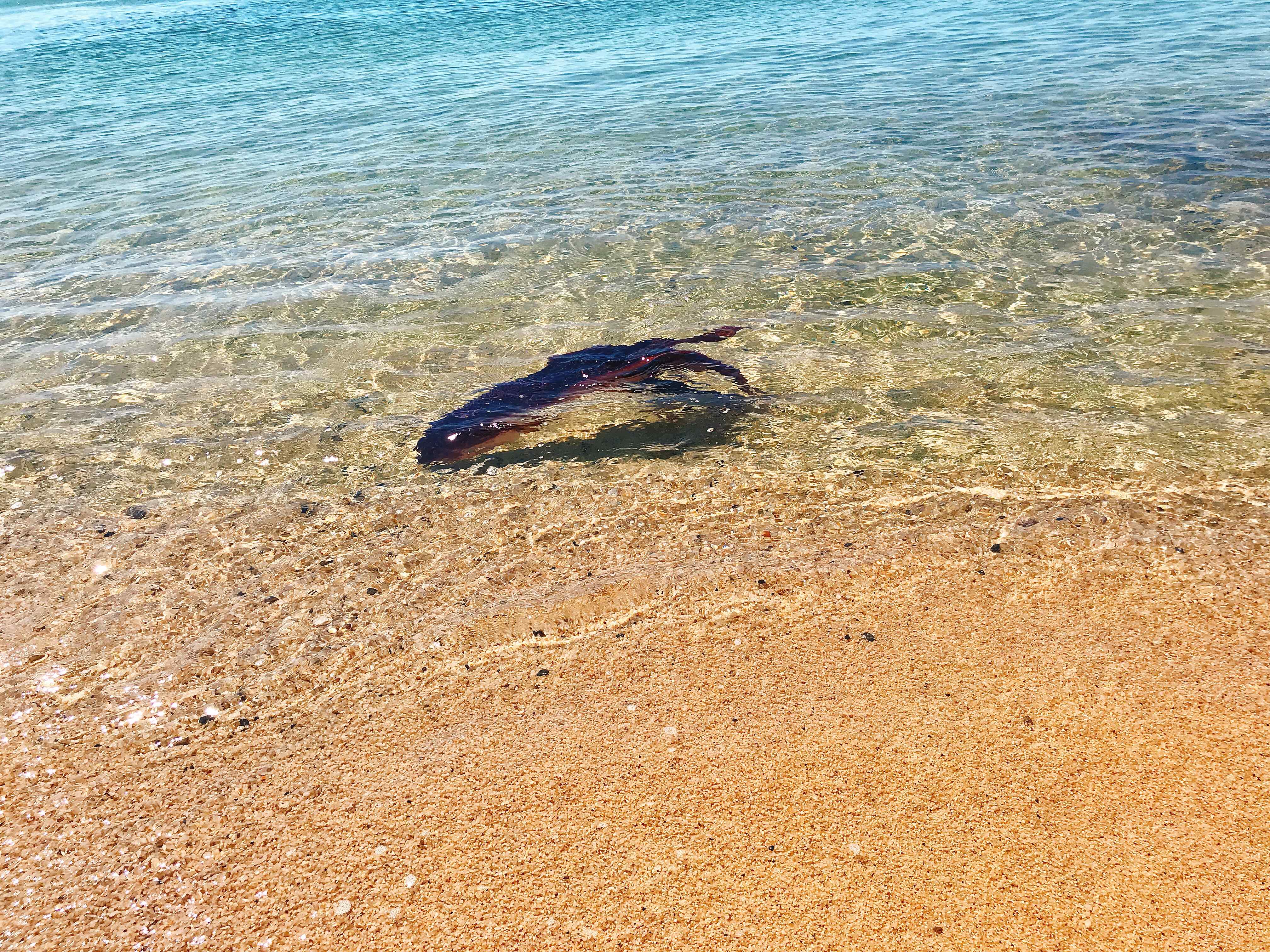 夏 海 後払い手数料無料