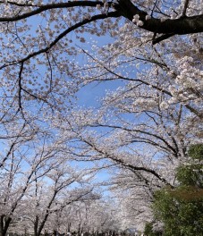 桜が咲きましたね