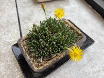 ☆　咲きました！　☆