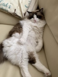 スタッフの愛犬・愛猫紹介‼