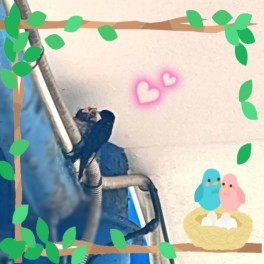ツバメの雛が産まれました・・・♥
