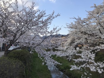 お花見～！