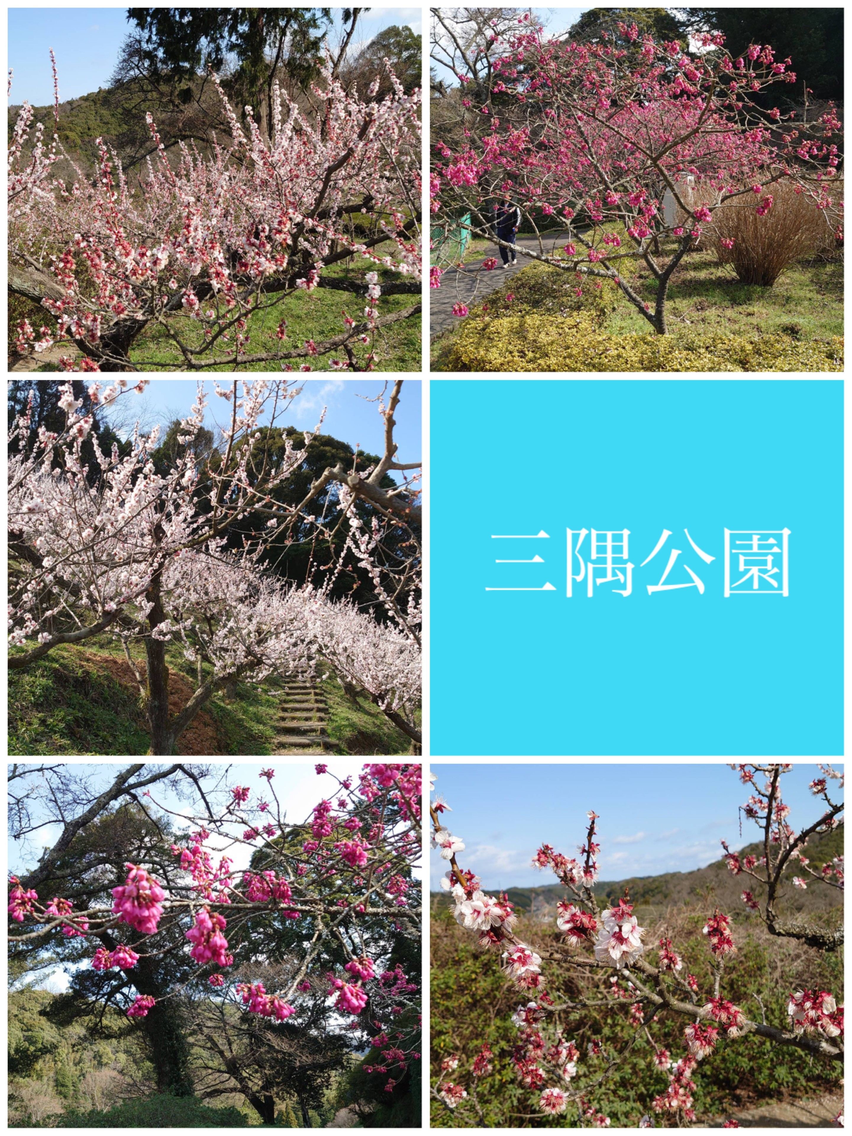 三隅公園の梅林 周辺のおすすめスポット お店ブログ 石東スズキ株式会社 スズキアリーナ浜田