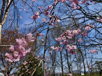 新年度開始～店舗の桜が咲きました(^^♪