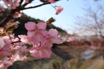 今年は…桜が遅い?？