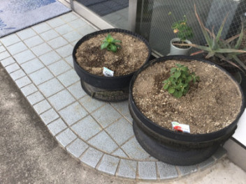ことしもお花を植えました！