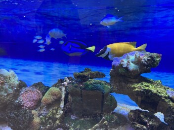 まるで小さな水族館？海の魚が増えました！