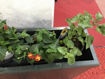 展示場のお花日記♪