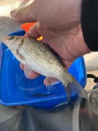 今シーズン初のワカサギ釣り