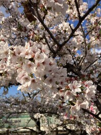十四川堤の桜速報！