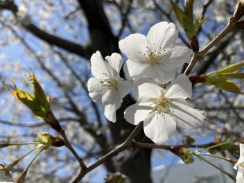 さくら♥そして明日で最終日♥