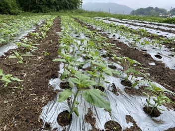 ミツバチ達の花畑計画