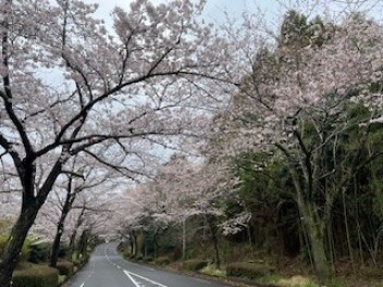桜パーフェクト満開！