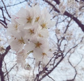 お花見☺