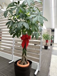 『クリスマスシーズン』到来