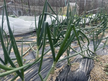 家庭菜園　玉ねぎ