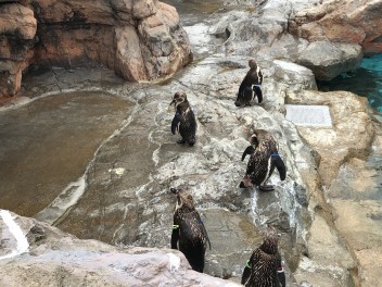 水族館に行ってきました！