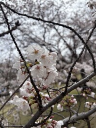 お花見に行ってきました！