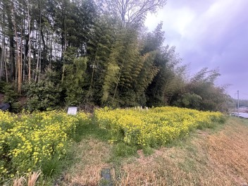 みつばち達の花畑