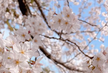 新年度ご挨拶