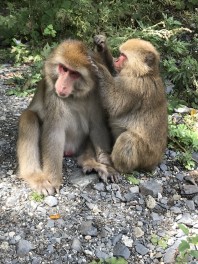 ハスラーに新しい仲間が追加されました