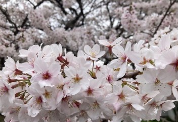 佐伯市の桜スポット