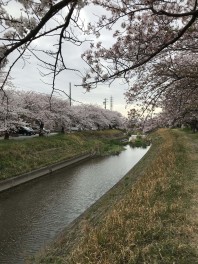 桜満開(^^)/