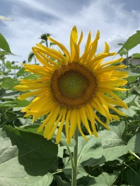 夏祭り開催しまーす！